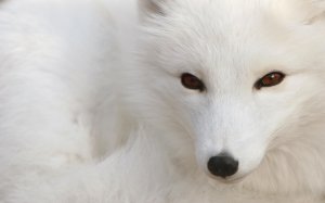 Обои для рабочего стола: Polar Fox