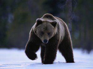 Обои для рабочего стола: Медведь