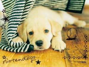 Обои для рабочего стола: White dog