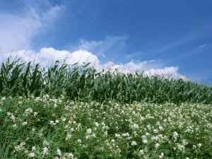 Обои для рабочего стола: Кукурузное поле