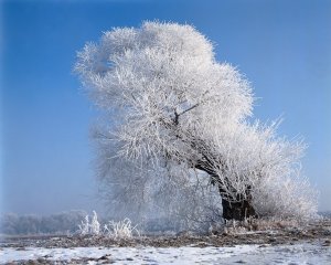 Обои для рабочего стола: Красивое белое дерев...