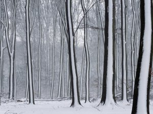 Обои для рабочего стола: Лес, покрытый сгеном