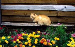 Обои для рабочего стола: Кот и цветочки