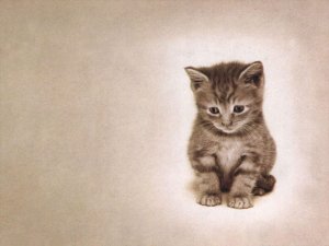 Обои для рабочего стола: Мой котик