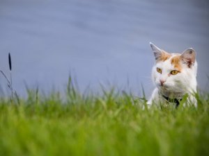 Обои для рабочего стола: Выглядывает