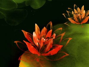 Обои для рабочего стола: Кувшинка