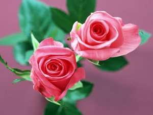 Обои для рабочего стола: Две розы