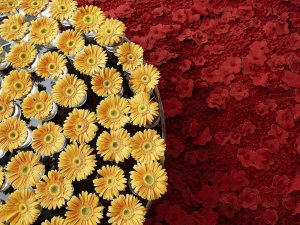Обои для рабочего стола: Баланс