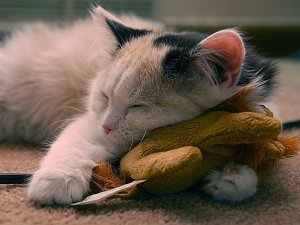Обои для рабочего стола: Сон с игрушкой
