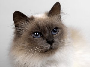 Обои для рабочего стола: Красавчег