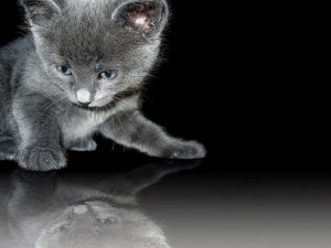 Обои для рабочего стола: Серенький котенок