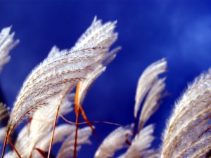 Обои для рабочего стола: Ковыль