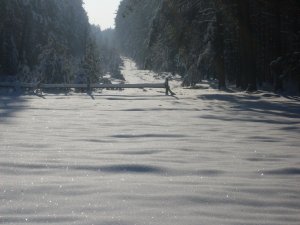 Обои для рабочего стола: Зимний лес