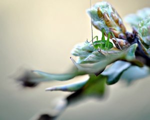 Обои для рабочего стола: Зеленый кузнец