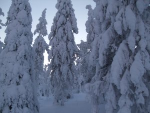 Обои для рабочего стола: Заснежило