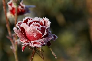 Обои для рабочего стола: Замерзшая роза