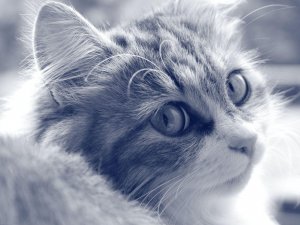 Обои для рабочего стола: Звали?