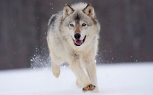 Обои для рабочего стола: На бегу