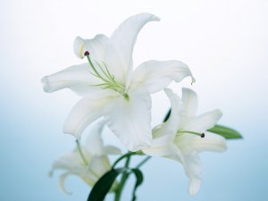 Обои для рабочего стола: Лилии для Лилии