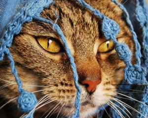 Обои для рабочего стола: Кошачий взор