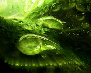 Обои для рабочего стола: Водичка на цветке
