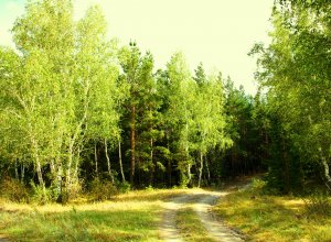 Обои для рабочего стола: Лесная завирушка