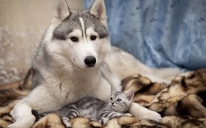 Обои для рабочего стола: Мамаша