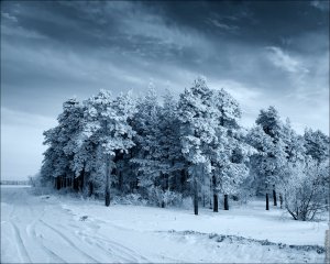 Обои для рабочего стола: Заснеженные деревья