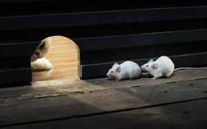 Обои для рабочего стола: Кошачья засада