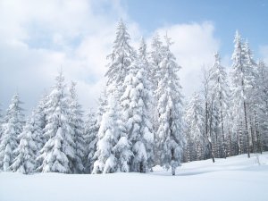 Обои для рабочего стола: Могучие ели