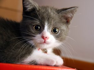 Обои для рабочего стола: Котофеич