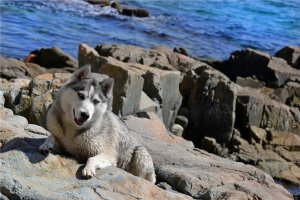 Обои для рабочего стола: Хаски на фоне моря