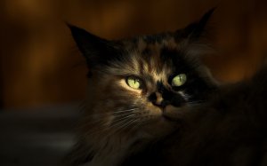 Обои для рабочего стола: Трехцветная
