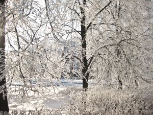 Обои для рабочего стола: В инее