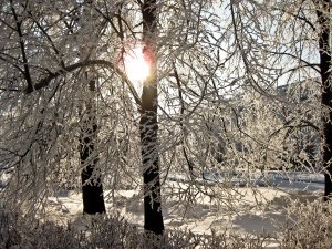 Обои для рабочего стола: Солнце сквозь деревь...