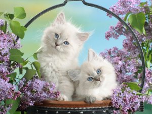 Обои для рабочего стола: Кошаки