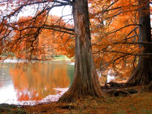 Деревья осенью - скачать обои на рабочий стол