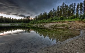 Обои для рабочего стола: Ельник