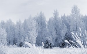 Обои для рабочего стола: Снежный пейзаж