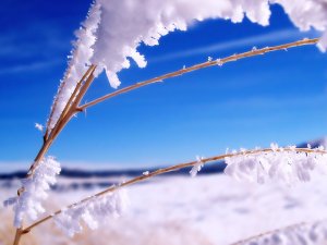 Обои для рабочего стола: Снег на травинках