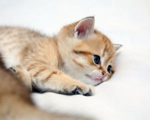 Обои для рабочего стола: Кот