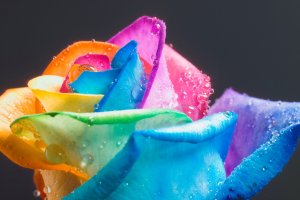 Обои для рабочего стола: Все цвета радуги