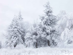 Обои для рабочего стола: Снежные кружева