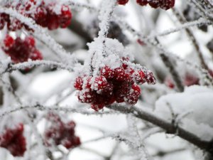 Обои для рабочего стола: Зимняя калина