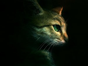 Обои для рабочего стола: Зеленоглазая