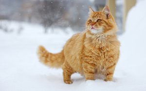 Обои для рабочего стола: Прогулка зимой