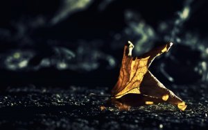 Обои для рабочего стола: На ветру
