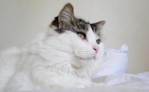 Обои для рабочего стола: Кошечка