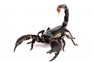 Обои для рабочего стола: Scorpion