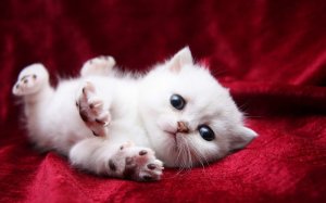 Обои для рабочего стола: Котенок играет